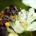 June 2022: Welcome Pollinators!