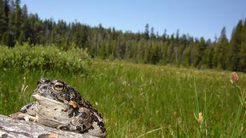 Toads hide in the day and emerge at dusk to eat mosquitoes, flies, spiders, and snails. The average toad eats 50-100 insects a night. R. Grasso, UCANR