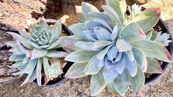 The Marin native Dudleya farinosa is now protected from poaching and has become more available commercially. Plants courtesy CNL Native Plant Nursery.