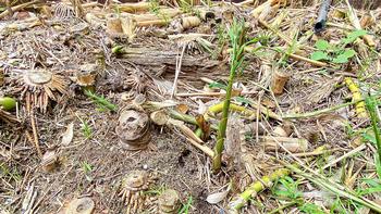 After removing running bamboo, new growth can continue in unexpected places. Photo: Barbara Robertson