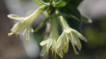 Honeyberry blooms look a lot like honeysuckle blossoms. Photo: Flickr