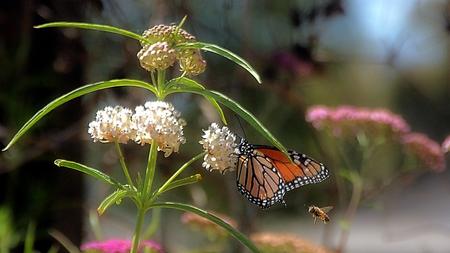 Monarch butterfly on Asclepius fascicularis