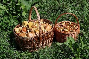 If growing or hunting mushrooms outdoors isn’t for you, consider growing them indoors. Photo: Creative Commons