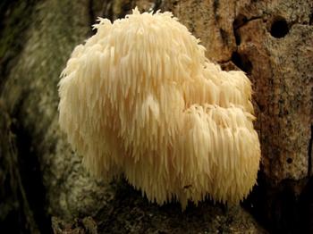 Lion’s mane mushroom, Hericium erinaceus. Photo: Pverdonk