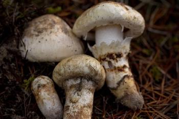 American matsutake mushroom, Tricholoma magniverlare. Photo: USFWS Pacific Region