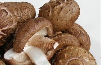 Shiitake mushroom, Lentinula edodes. Photo: Creative Commons