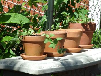 Capture runoff from potted plants with saucers during warm weather. Photo: Nanette Londeree