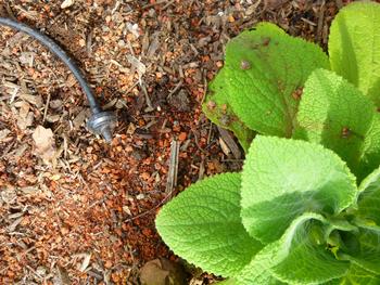Drip irrigation is the most efficient way to water with emitters dripping water right to the soil surface. Photo: Linda Varonin