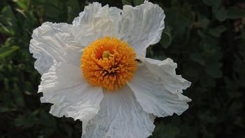 Romneya Coulteri produces spectacular flowers in the summer months. Photo: Diane Lynch
