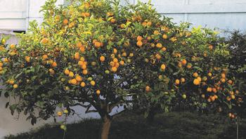 Many citrus trees are ready for harvesting in the fall and winter months, when fruit is ripe. Photo: Localaccent