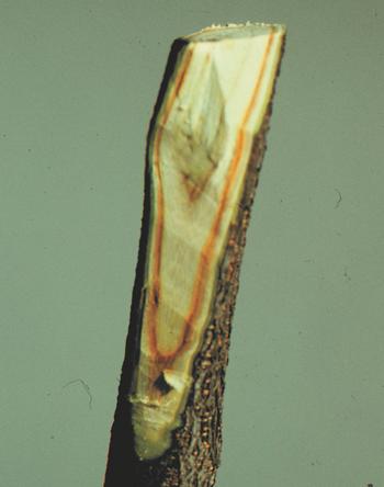 The linear discoloration of the xylem under the bark of this branch indicates Verticillium wilt. Photo: University of Wisconsin Horticulture