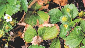 Tell-tale signs of Verticillium wilt on a strawberry plant. Photo: Alamy Stock Photo