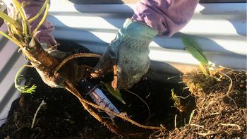 Horseradish roots are fragile and need to be dug up carefully. Photo: Marty Nelson