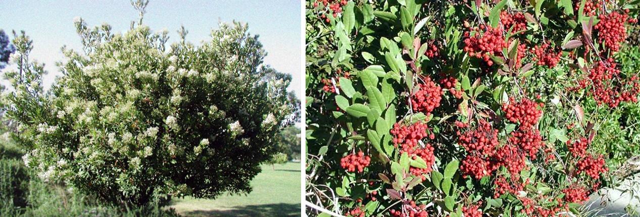Toyon has white flowers in late spring or summer; in winter red berries appear. Photo: PlantMatser