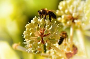 Neonicotinoids are toxic to honeybees, bumblebees, butterflies, and other pollinators. Photo: pxhere