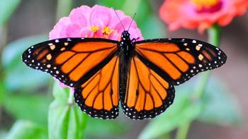 Deforestation, climate change, pesticides, and non-native milkweed have contributed to the decline in monarch populations. Photo: Peter Miller
