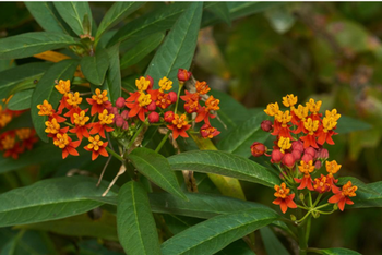 Do NOT plant tropical milkweed, which is now banned in Marin nurseries. Remove this plant if it sprouts in your garden. Photo: Wikimedia Commons