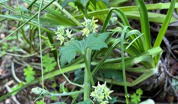 Despite the name, wild cucumber is not edible. Be certain to properly identify any weeds before you eat them. Photo: James Campbell