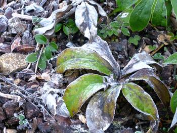Hellebore after several days of frost. Photo: Martha Proctor