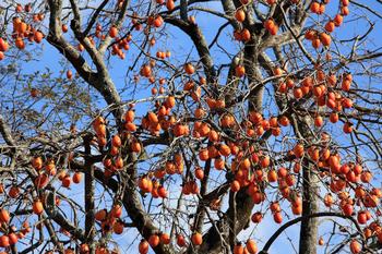 Persimmon trees require few chill hours and tolerate wet soil as well as dry conditions. Photo: Juuyoh Tanaka