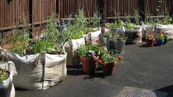 It’s possible to garden almost anywhere using grow bags if sun and water are available. Photo: Louise Joly, Flickr