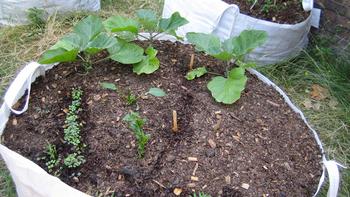 Garden space for starting new plants can be increased by using grow bags. Photo: Gordon Joly, Flickr