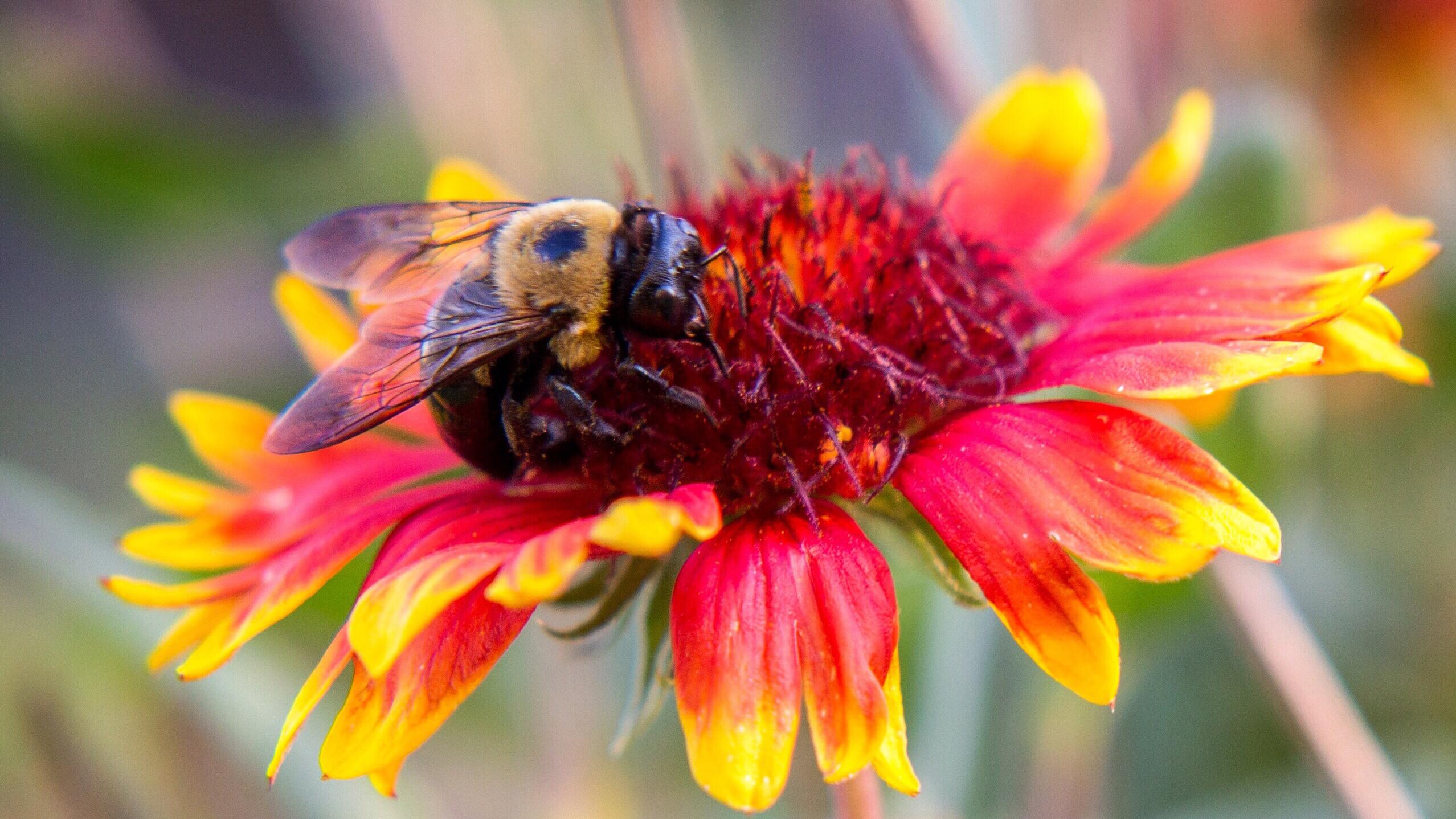 a-bee-in-a-fall-flower-2021-11-05-18-22-04-utc (2)