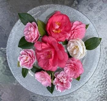 Camellia blooms come in multiple colors and sizes. Photo: Jane Scurich