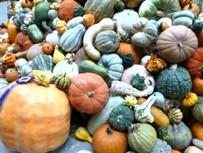 Winter squash grow in many shapes and sizes and keep for months. Photo: Martha Proctor