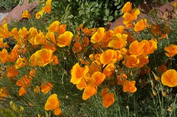 CA poppies can be found from So. Washington to Baja California. Flowers can be seen in Nevada & Arizona & the foothills of So. California. Alice Cason