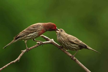 House finches are frequent garden raiders when breeding and raising young. Photo: Pixnio