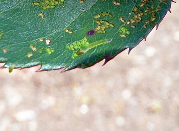 The common Rose Slug chews the top surface of rose leaves. Photo: Nanette Londeree