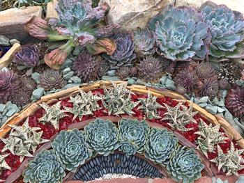 Succulents can be arranged into works of art as this bed in a SoCal botanical garden illustrates. Photo: Diane Lynch