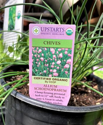 Be sure to read the label. Look for the correct botanical name and organic certification. Photo: Alice Cason