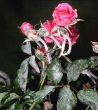 rose powdery mildew