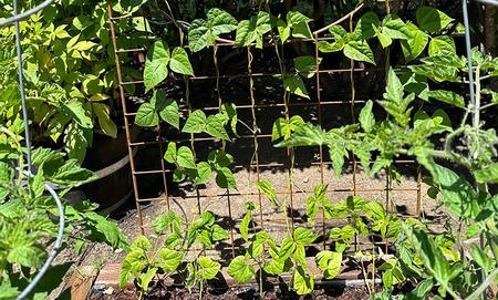 Pole beans and indeterminate tomato varieties grow best with sturdy support