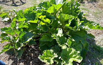 Rhubarb is an attractive perennial plant for landscapes as well as edible gardens.