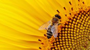 Flowers co-evolved with pollinators over many years. Without pollinators, life on Earth would cease. Photo: pixels