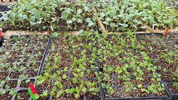 Plants started in the greenhouse allow earlier planting and better timing for optimum crop production