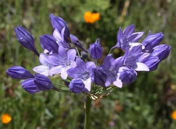 Ithuriel's Spear (Triteleia laxa) is easy to grow and appreciates our summer-dry climate. Photo: First Light