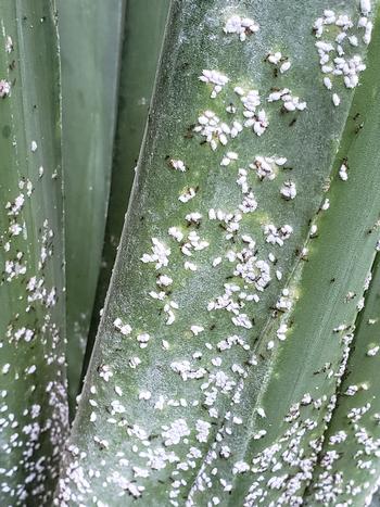 Mealybugs at work on agave leaves. Photo: Scot Nelson