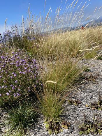 Native grasses drift among perennials including the shrub Verbena lilacina ‘de la Mina’ at Tunnel Tops, GGNRA. Photo: Anne-Marie Walker