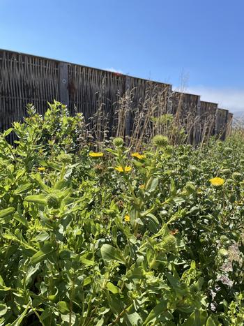 A wall provides a wind break at Tunnel Tops, GGNRA, for Gumweed (Grindelia stricta) which like moisture from fog. Photo: Anne-Marie Walker