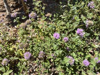 Aromatic coyote mint (Monardella villosa) is a host to several moths and butterflies. Pamela Noensie