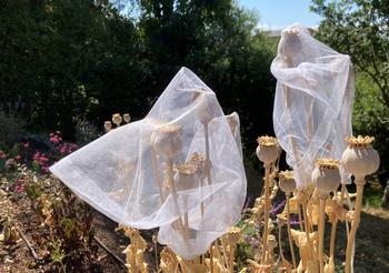 Small net bags prevent seeds from floating away on the wind. Preserve the seeds in paper envelopes or glass jars.