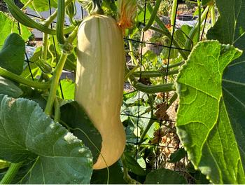 Winter squash should remain on the vine until the peduncle (stem)  turns brown.