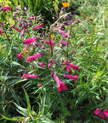 Penstemon, or beardtongue, is a beautiful low-water flower with many colors to choose from. This variety is found in Harvey's Garden in Tiburon.