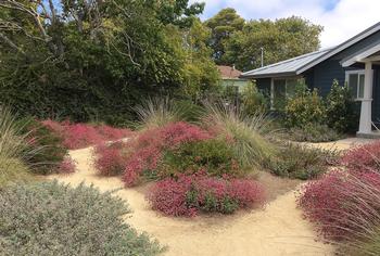 This quail-friendly garden features buckwheat, Ceanothus, and sage for cover and taller trees for roosting. Flickr