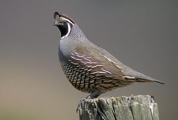 California quail live on the west coast from Canada to Baja, primarily in woodland edges, coastal scrub, parks, and farms. Flickr