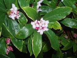 Daphne flowers exude a sweet scent in winter. Photo: Wikimedia Commons